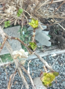 New buds on the Hydrangea. Hooray for spring 
