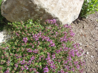 blooming ground cover. Can you see the bee?