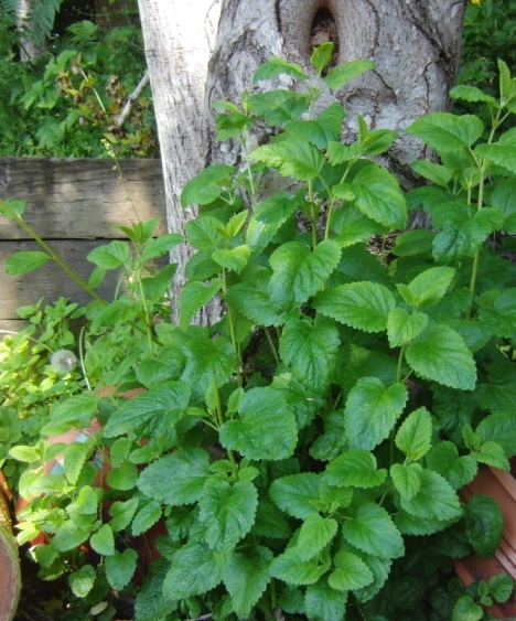 It may be Lemon Mint but it's growing in the creosote beds so I can't use it. Any ideas?