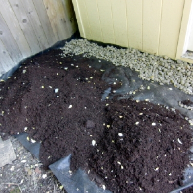 Mulch and rock behind shed. Nothing grows there.