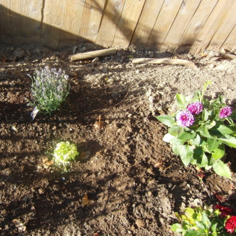 Some lavender, dahlia's and ground cover plus some lantana for the butterflies