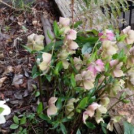 The Hellebore were the first to bloom