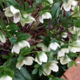 White Hellebore hanging out in the shade