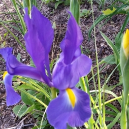 The Iris popped up one at a time.