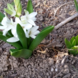 White Hyacinth pushing through