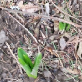 Bulbs I planted last year are popping their little heads out.