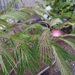 First flower on the Albizia