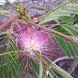 Close up of the feathery flower