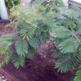 Albizia is the name my son had for this tree.